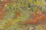 6" Colorful, Polished Petrified Wood Section - Arizona - #129533-2